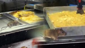 Buca Şirinyer’de Börekçinin İçinde Fare Paniği ve Belediye Müdahalesi