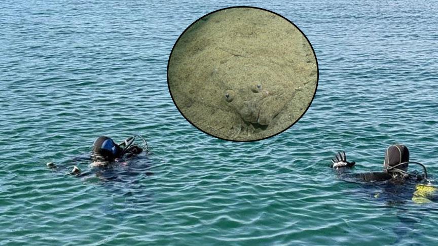 Bursa Denizini Koru: Dalgıçların 30 Noktadaki Çalışması ve Temiz Deniz Hedefi