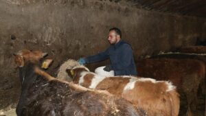 Çamurlu Köyünden Genç Girişimci: Umut Dursun ve 12 Besi Hayvanıyla Büyüyen Çiftçilik Serüveni