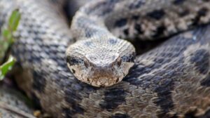 Çankırı’da Osmanlı Engereği Kaydı: ÇAKÜ Veterinerlik Çalışmasıyla Kuzeydoğu Sınırı ve Koruma Uygulamaları