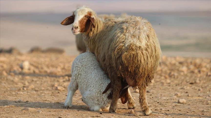 Ceylanpınar’da İvesi Koyunları: Yüksek Süt Verimi ve Büyük Damızlık Popülasyonu