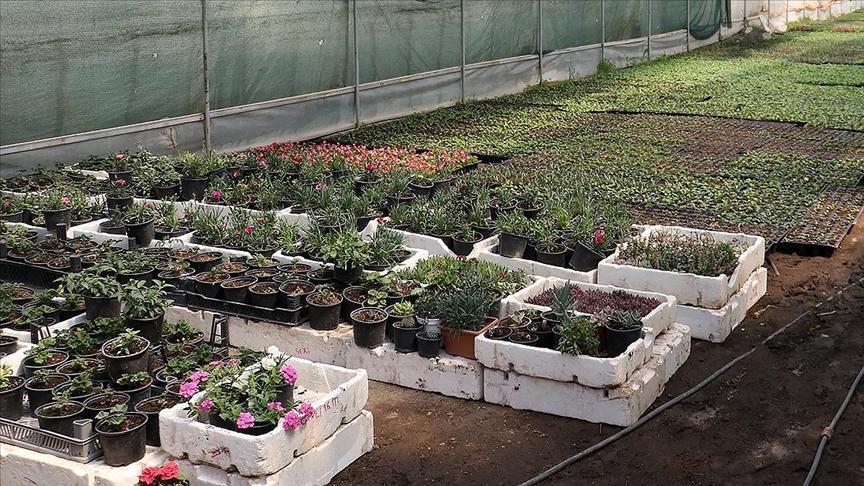 Dikimlik Sebze Fidesi Sektöründeki Rekabet İncelemesi ve Soruşturma Kararları