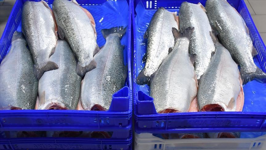 Doğu Karadeniz’den Türk Somonu İhracatında Yeni Hedefler ve Öne Çıkan Ülkeler