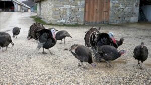 Eflani Hindisi ve Kandıra Hindisi: Yeni Yıla Hazır Et ve Geleneksel Üretim Hikayesi