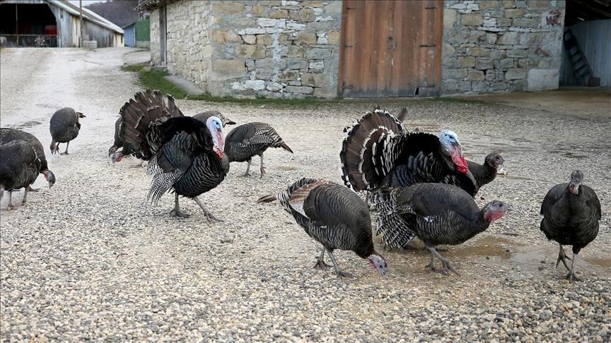 Eflani Hindisi ve Kandıra Hindisi: Yeni Yıla Hazır Et ve Geleneksel Üretim Hikayesi