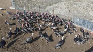 Elazığ’daki Hindi Çiftliği: Murat Varan’ın Yatırımı ve Yerel Talep Analizi