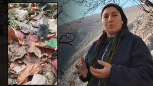 Fareyle Konuşan Köy Kadını: Doğayla İç içe Yaşamın Sıcakkanlı Anları