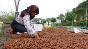 Fındık Piyasasında Dalgalanma Sürüyor: Stoklar ve Fiyat Beklentileriyle Yeni Yıla Girerken Tüccarların Umutları Tazelendi