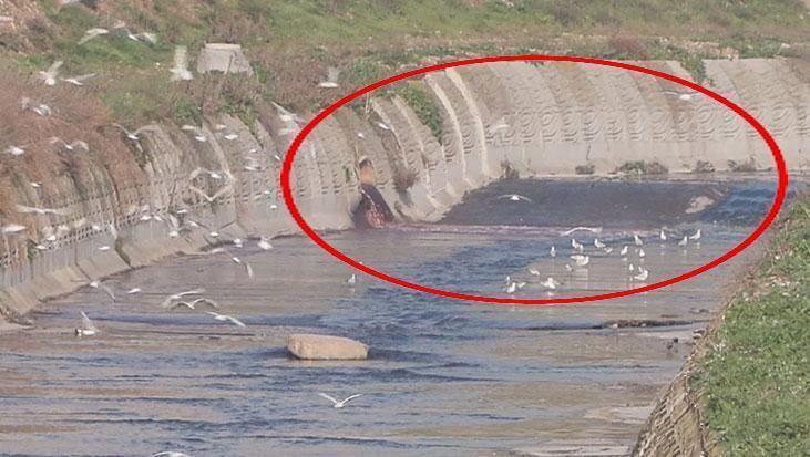 Haramidere’de Kırmızı Renk ve Koku Kirliliği: Esenyurt’taki Fabrika Bölgesinin Etkisi