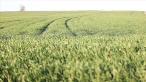 Hava Koşulları Erken Boy Veren Buğdayı Zorluyor: Yetkililer ve Odalar Durumu Değerlendiriyor