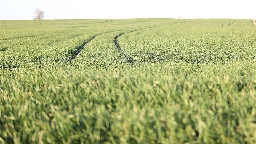 Hava Koşulları Erken Boy Veren Buğdayı Zorluyor: Yetkililer ve Odalar Durumu Değerlendiriyor