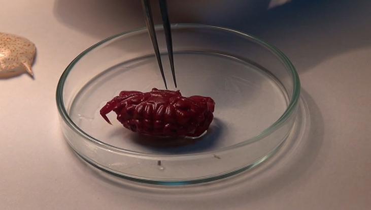 İskenderun Körfezi’nde Yeni Tropik Tür Liomera rugipes’in İlk Görülüşü ve Akdeniz’e Yayılım Trendi