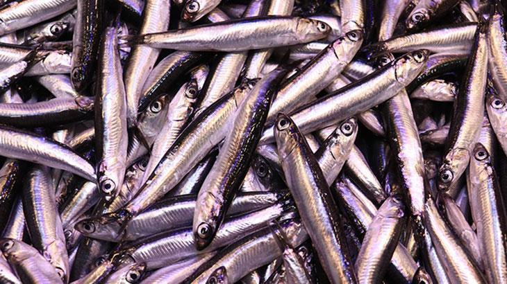 İstanbul Balıkçılarının Kasım Hasadı: Hamsi Zirvede, Kofana Yüksek Fiyatla Listelerde