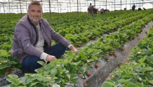 Kadriye’de Çilek Hasadı Başladı: Fiyatlar Düşüşte, Üretici ve Tüccar Tepkili