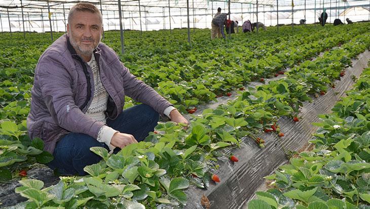 Kadriye’de Çilek Hasadı Başladı: Fiyatlar Düşüşte, Üretici ve Tüccar Tepkili