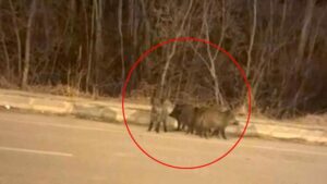 Kışın Şehrin Kapısını Zorlayan Yaban Hayatı: Domuz Sürüleri Şehir Merkezine Yaklaşıyor