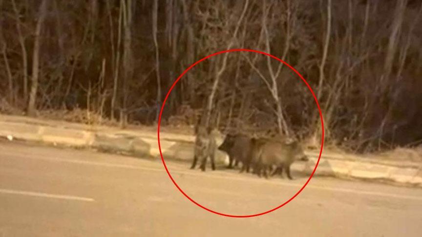 Kışın Şehrin Kapısını Zorlayan Yaban Hayatı: Domuz Sürüleri Şehir Merkezine Yaklaşıyor