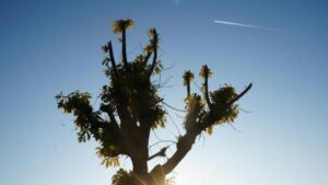 Kışın Sert Geçeceğine İşaret: Meşe Ağaçlarının İkinci Yaprak Dökümü ve Köy Halkının Hazırlıkları