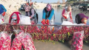 Kooperatiflere Yönelik Yeni Finansman İşbirliği: TESKOMB ve KGF Protokolüyle 4.5 Milyar Liralık Kredi Kapısı