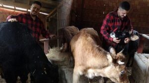 Köye Dönüş Hikayesi: Aile ve Hayvancılıkta Yeni Bir Başlangıç