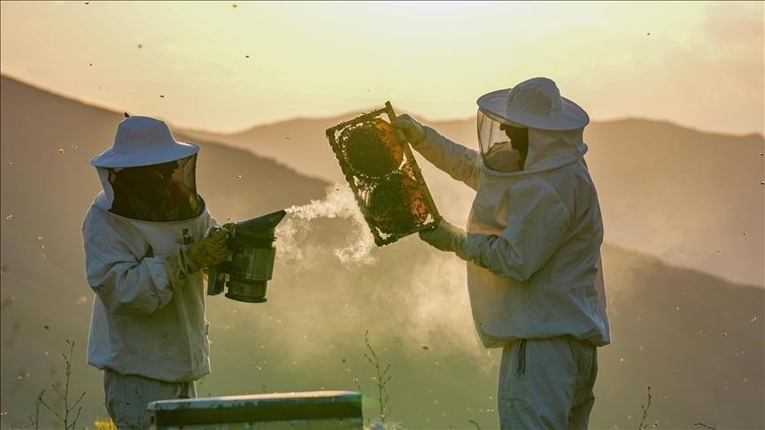 KSÜ Zootekni Bölümü Öğretim Üyesinden Kış Dönemi Arı Ölümleri ve Uyumlu Genetik Seçim Analizi