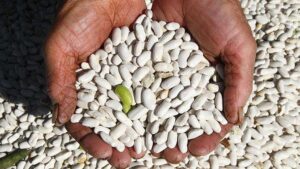 Kuru Fasulye Hakkında Resmi Veriler Işığında Piyasa Güvencesi ve Destekler