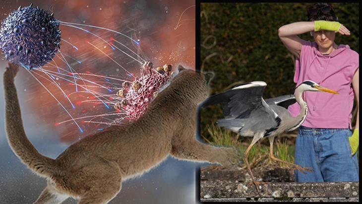 Kuş Gribi H5N1 ve H5N5: Memelere Uzanan Tehditin Yeni Dalgası