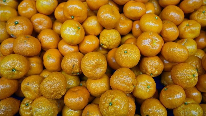 Mandalina İhracatında Rekorlar Kıran Sezon ve Piyasa Değerlendirmesi