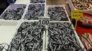 Moloz Balık Tezgahlarında Hamsi ve İstavrit Bereketi: Fiyatlar ve Sevkıyetteki Değişimler