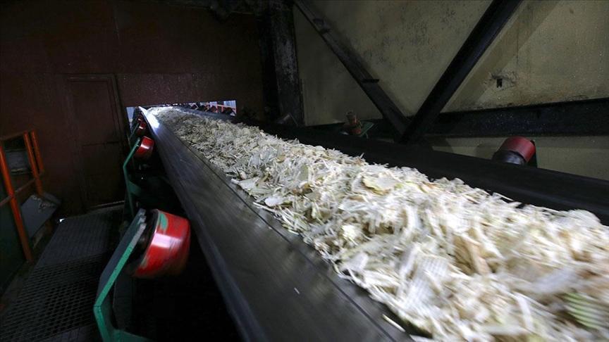 Muş ve Erciş Şeker Pancarı Kampanyası: Çiftçiler ve Ekonomi İçin Şeker Üretiminde Kritik Günler