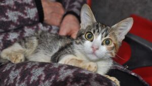 PETVET Tablosunda Zorunlu Kayıt: Evcil Hayvanlar için Mikroçip Uygulaması ve Ceza Bilgisi