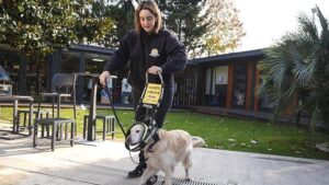 Rehber Köpekler: Görme Engellilerin Güvenli ve Bağımsız Yaşamına Yönelik Kapsamlı Eğitim Yolculuğu
