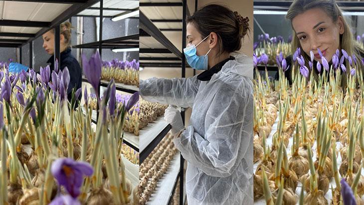Safran Yetiştiriciliğinde Gebeden Başlayan Yolculuk: Şeyda Yoldaş’ın Kapalı Ortam Deneyimi