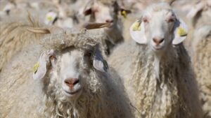 Sözleşmeli Üretim Usul ve Esaslarında Yapılan Değişiklikler ve Uygulama Rehberi