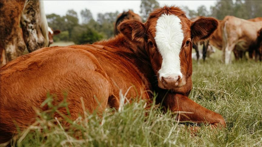 Tabii Tohumlama İçin Boğa İzinleri ve Denetim Süreçleri: Uygulama Esasları