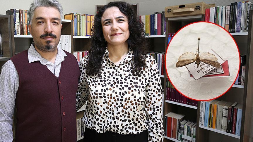 Tephris yildizae: Eğil’den çıkan yeni güve türünün bilimsel ve duygusal yolculuğu