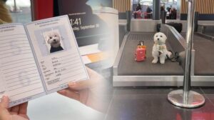 Tofu’nun İstanbul Havalimanı Macerası: Minik Bir Yolculuk, Büyük Hayranlık