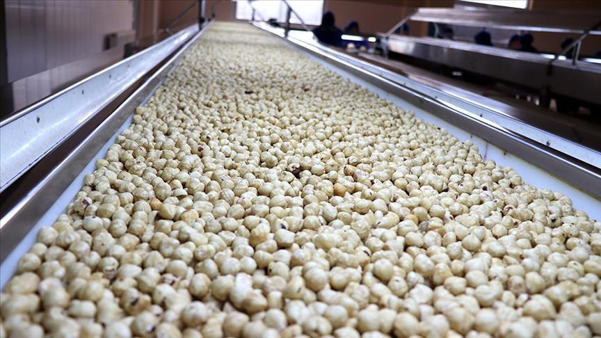 Trabzon’un Fındık İhracatında Göze Çarpan Payı ve Sezon Verileri