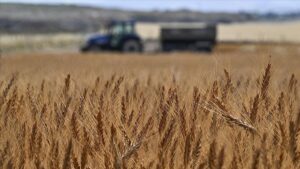 TÜİK Tarım-GFE Ekim Verileri: Aylık ve Yıllık Değişimler ile Alt Grup Karışımı