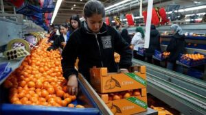 Türkiye Mandalina İhracatında Rekor Artış: 2024 Ocak–Kasım Verileri ve Piyasa Dinamikleri