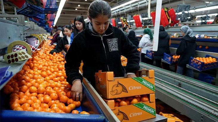 Türkiye Mandalina İhracatında Rekor Artış: 2024 Ocak–Kasım Verileri ve Piyasa Dinamikleri