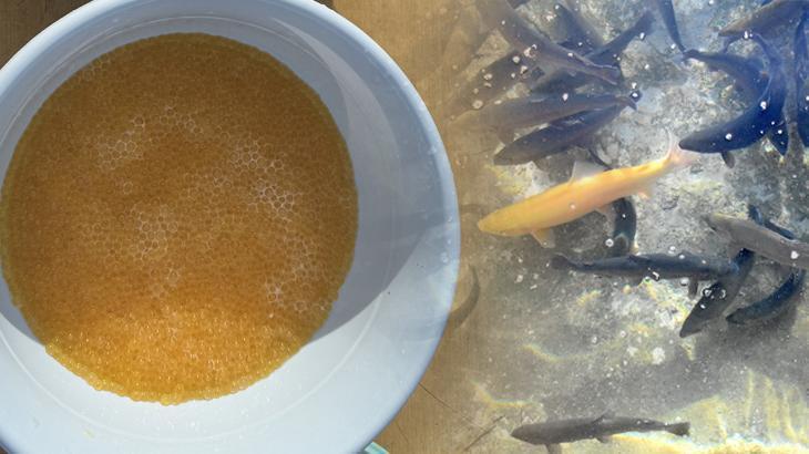 Van’da Balıkçılık ve Su Ürünleri Şubesi Sağım Eğitimleri ve Üretim Verileri