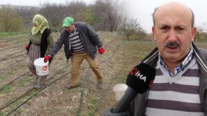 Yarımcahan’da Safran Deneyimi: Muzaffer Akçin’in Köklü Üretim Yolculuğu