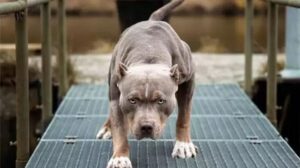 Yasaklı Köpek Türleri ve Sorumluluk: İstanbul’da Bahçe İçin Uyarı ve Tazminat Kararı