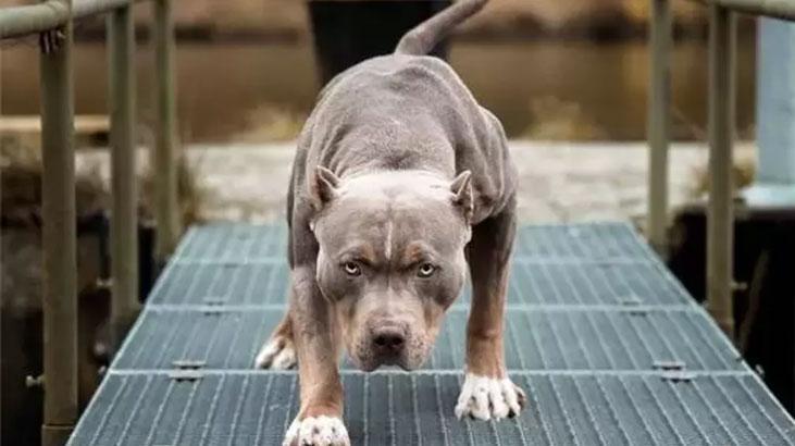 Yasaklı Köpek Türleri ve Sorumluluk: İstanbul’da Bahçe İçin Uyarı ve Tazminat Kararı