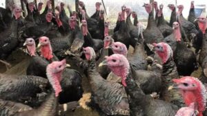 Yılbaşı İçin Hindi Piyasasında Hareketlilik: Dişi Hindi Talebin Yükselmesi