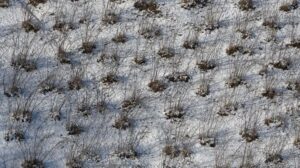 Yüksek Rakımlarda KarYağışı Tarıma Duruş Verdi: Soğuklama Dönemi İçin Kritik Anlar