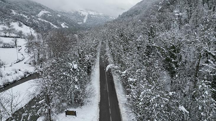 Ağaçlar İçinde Yol: Karadeniz’in Derinliklerinden Doğanın Sarmalına Uzanan Yolculuk