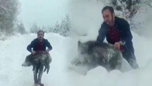 Domuz Yavrusu Yakalama Olayı ve Sonuçlarına İlişkin Değerlendirme