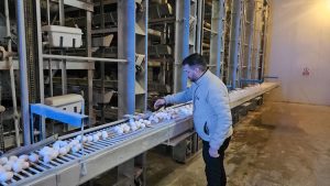 Erzincan’da Yumurta Üretiminde Yeni Bir Dönem: 96 Bin Kapasiteli Modern Tesis Artık Faaliyette